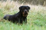 ROTTWEILER 387